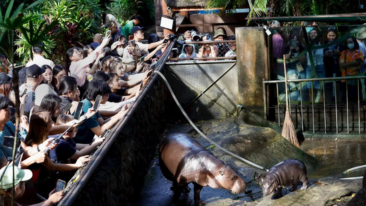 Plot to FREE Moo Deng from captivity in Thai zoo where thousands are flocking to gawp at viral hippo...