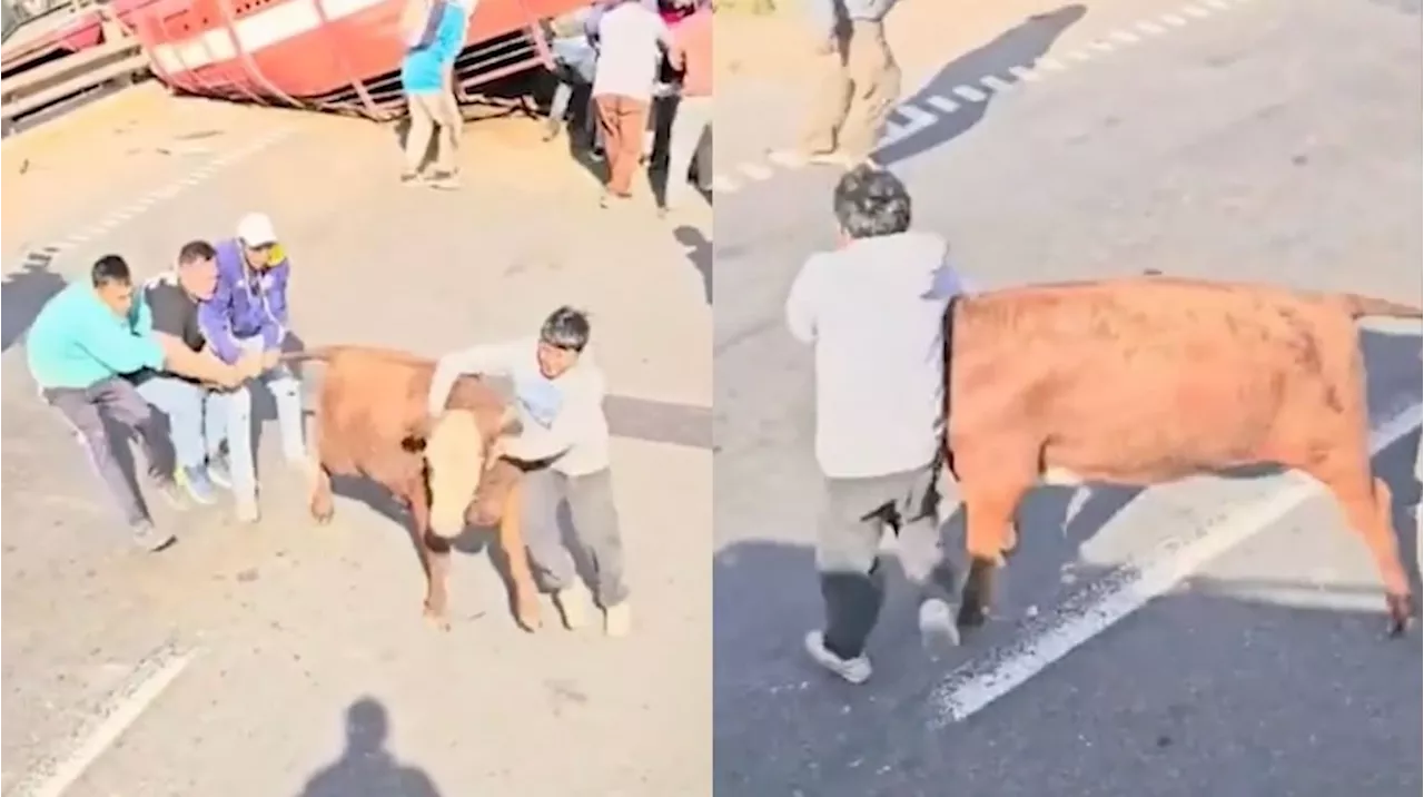 Un camión con vacas volcó en San Pedro y los vecinos las faenaron: “Nos vamos a comer un re asado, gordo”