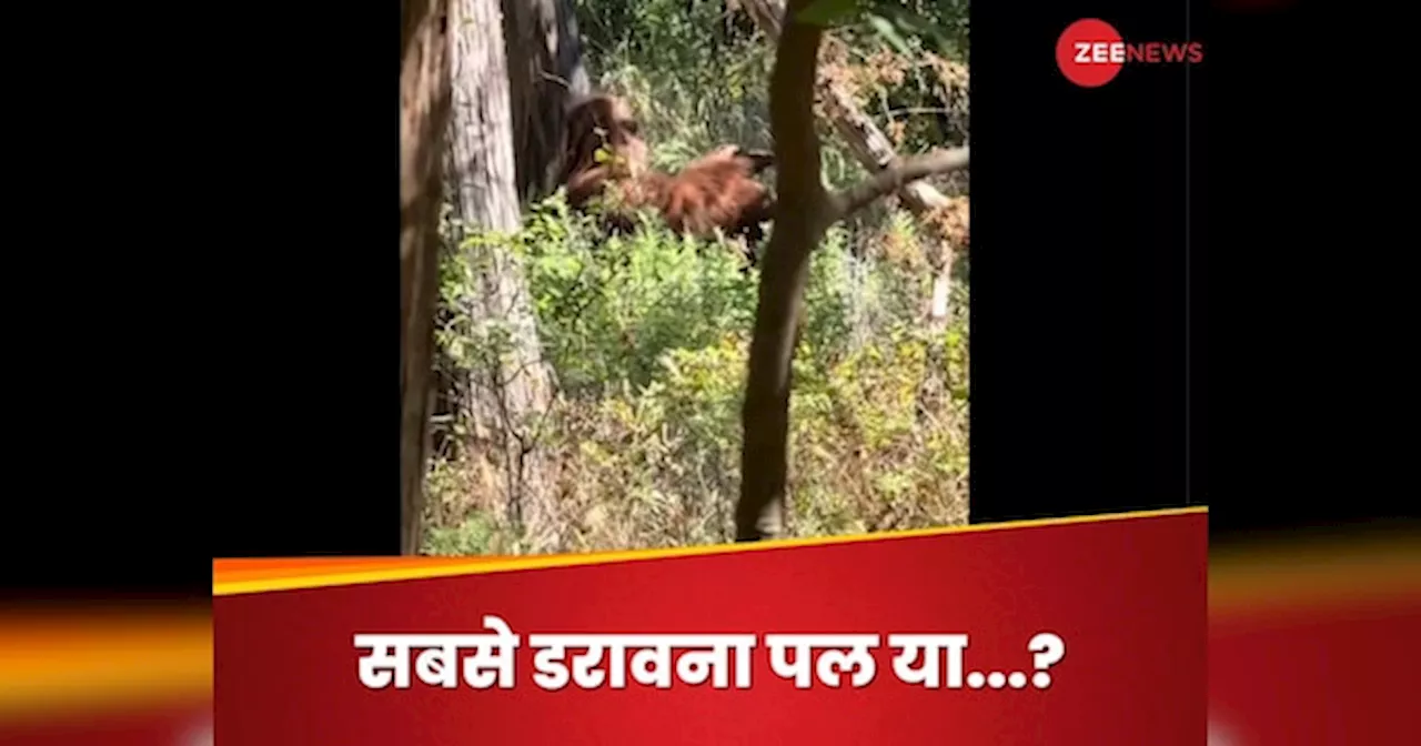 Bigfoot: यकीन करें या शक, लेकिन लाइफ का सबसे डरावना क्षण... अमेरिकी हाइकर ने किया बिगफुट देखने का दावा, वीडियो वायरल