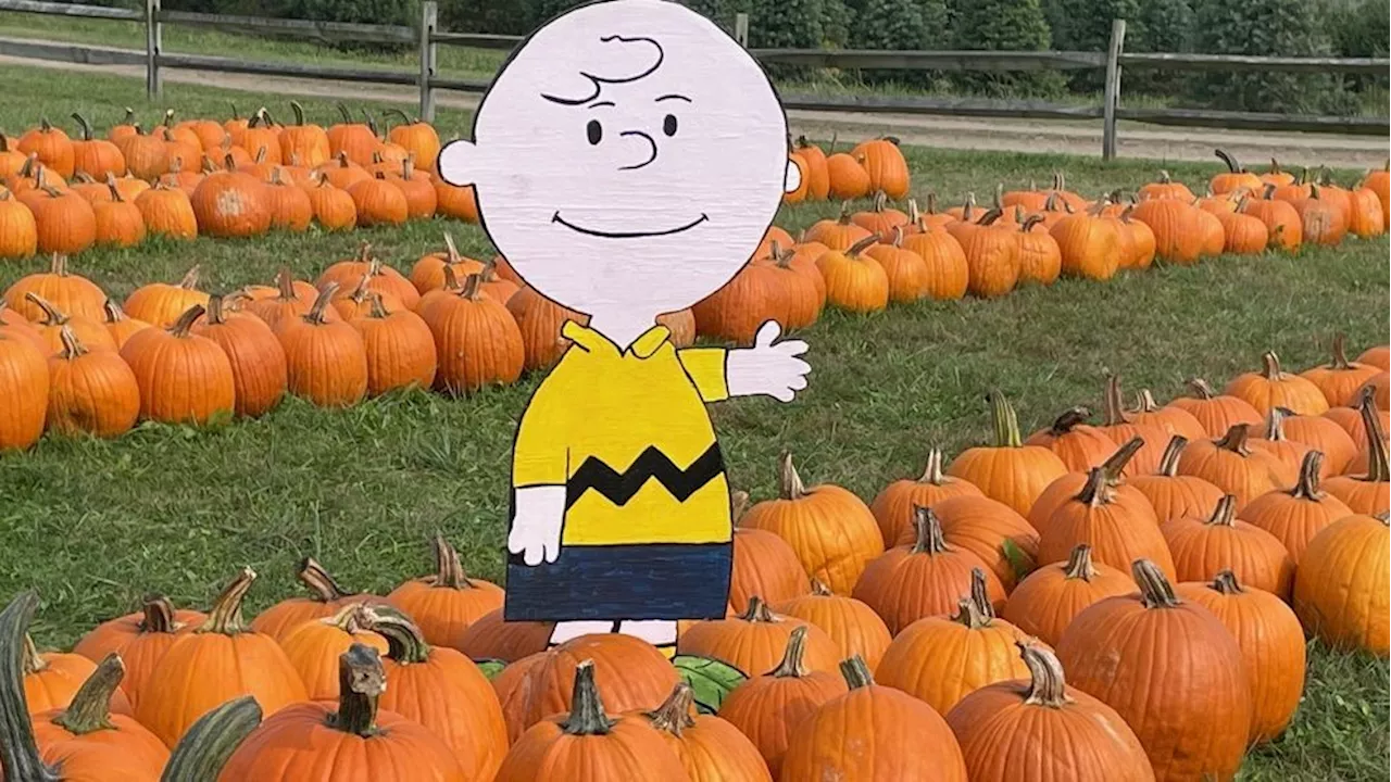 Stokoe Farms unveils Peanuts-themed maze for Charles Schulz's 75th anniversary