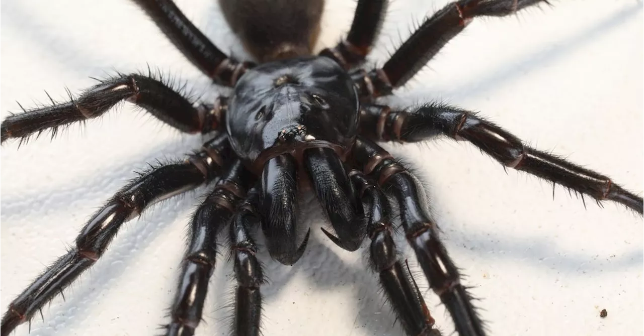 Deadly venom of funnel-web spiders used to develop breakthrough drug for heart attack patients