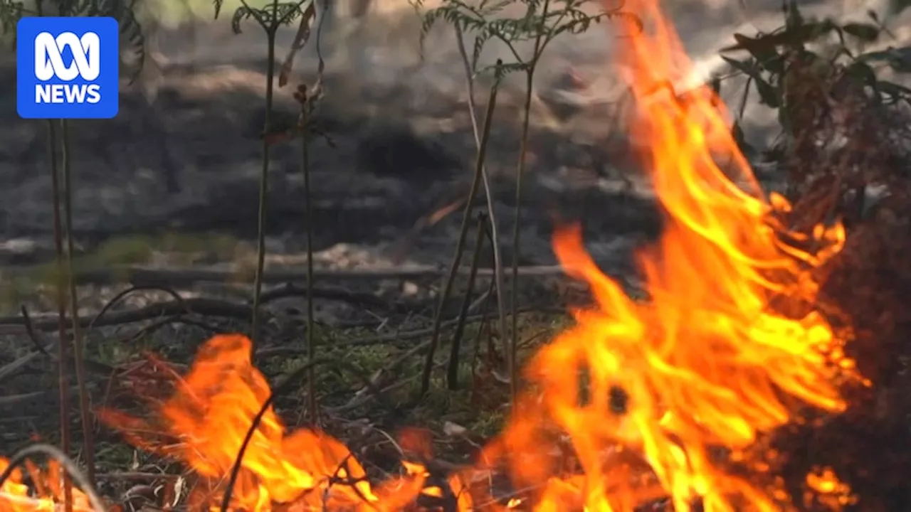 Firesticks group teaches Aboriginal cultural burning practices to help Tasmanians maintain country