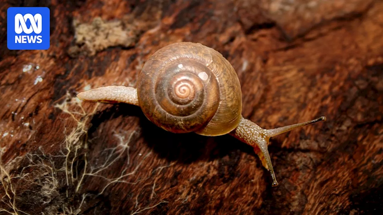 Queensland's extremely rare boggomoss snail halting government projects