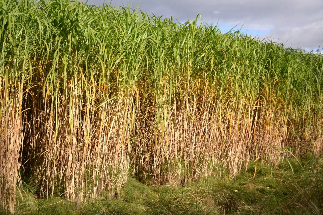 Quelle est cette 'plante idéale' qui foisonne dans les marais près de Caen ?