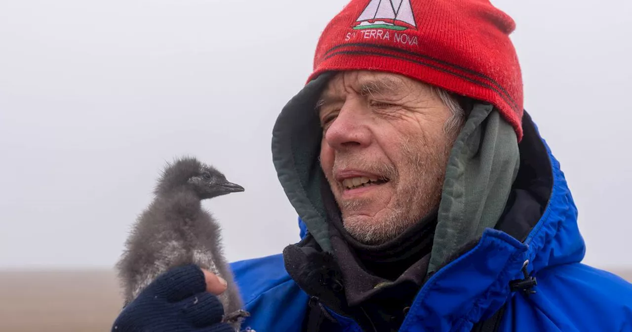 The polar bear and the bird scientist: George Divoky’s 50-year Arctic vigil