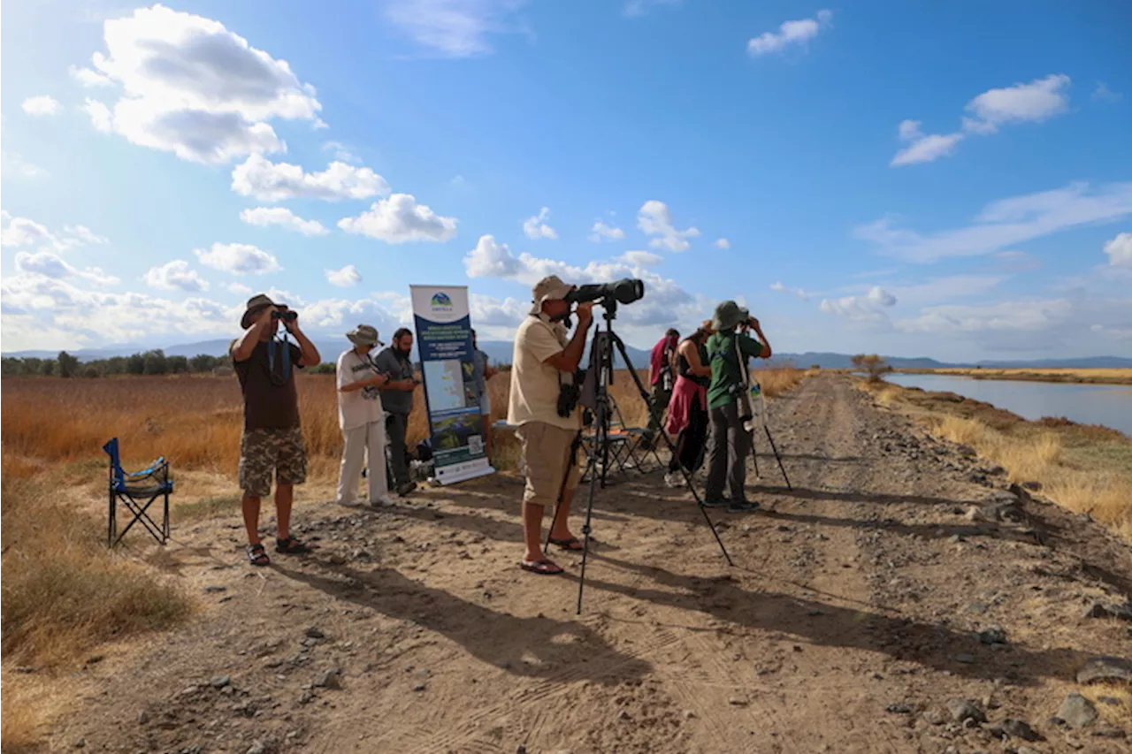 Festival europeo degli uccelli nelle saline di Kalloni