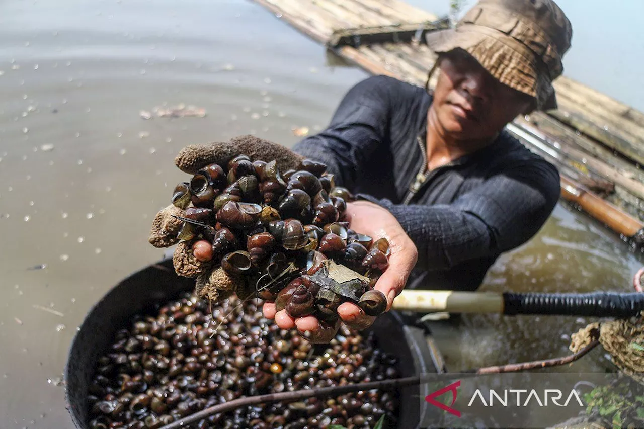 BRIN dorong usaha kosmetik lewat riset bioprospeksi lendir keong darat