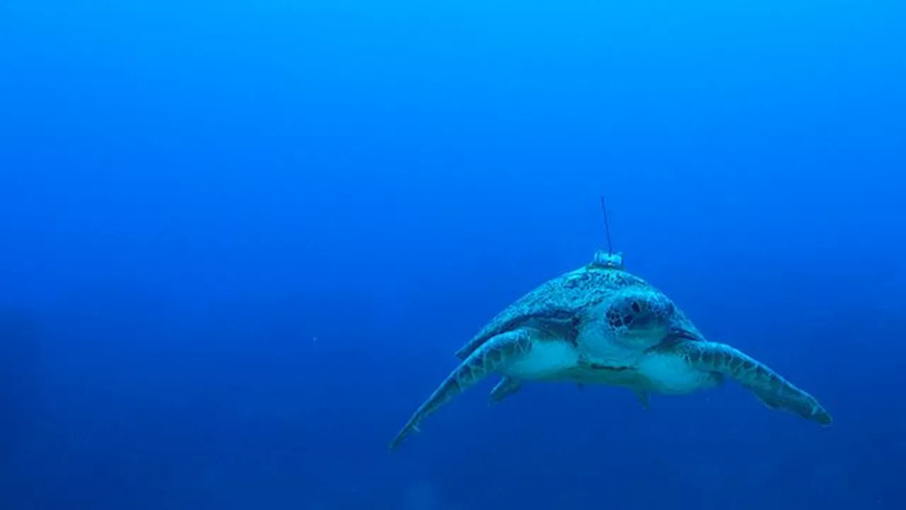 How satellites are mapping the future of turtle conservation