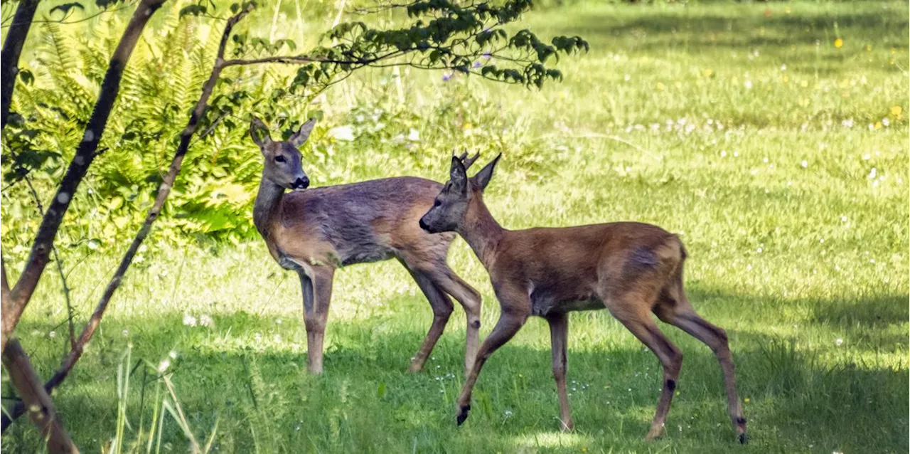 Hunde beissen Rehkitz tot – Vorfall in Schüpfen sorgt für Entrüstung