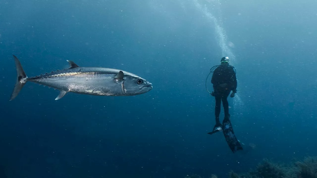 Sensation in der Nordsee: Ausgestorbener 4,5-Meter-Thunfisch zurück