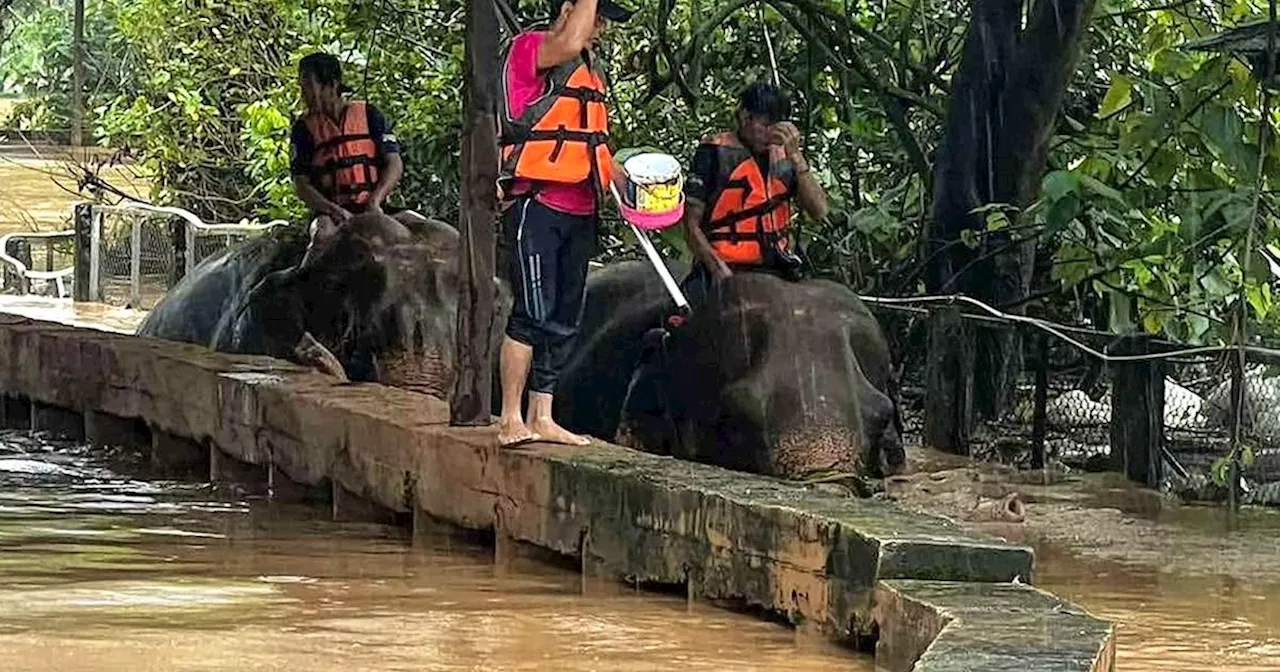 Hochwasser in Chiang Mai: Mindestens zwei Elefanten ertrunken