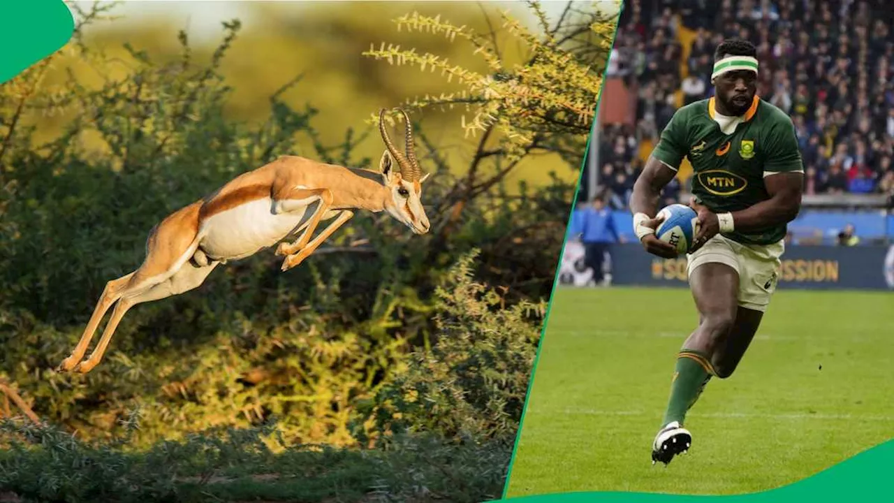 Western Cape Golf Estate Welcomes Its 1st Black Springbok, SA Wants It Named After Siya Kolisi