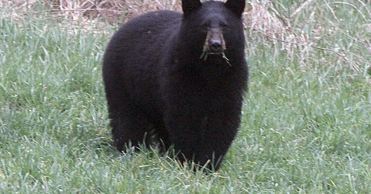 74-year-old Colorado man attacked by black bear inside home; animal, 3 cubs euthanized