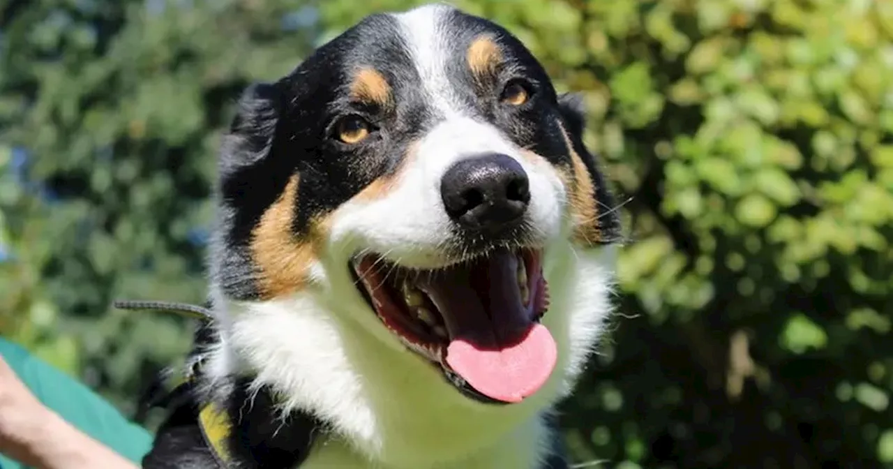 10 older dogs from Dogs Trust Merseyside in need of homes