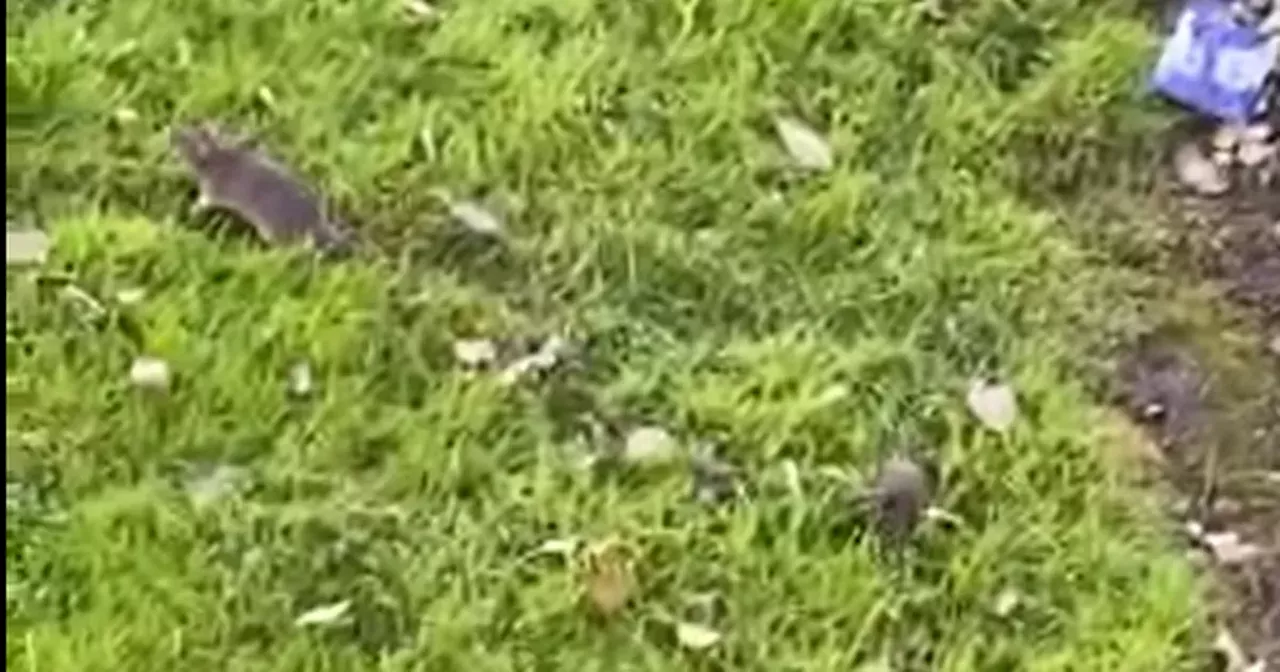 Dozens of rats scurry in Glasgow southside as worker watches families 'dodge them in street'