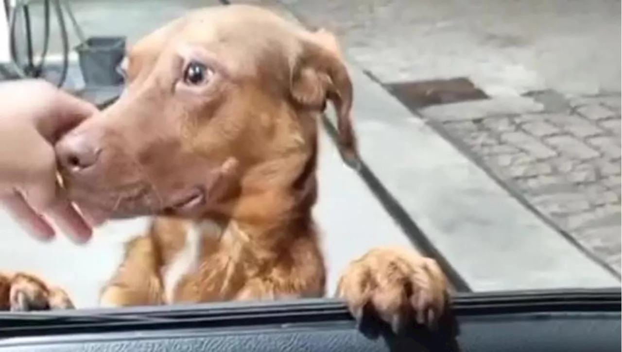 Un uomo è vittima di “un’adozione forzata” da parte di un cane, così il randagio Marley si procura una casa d…