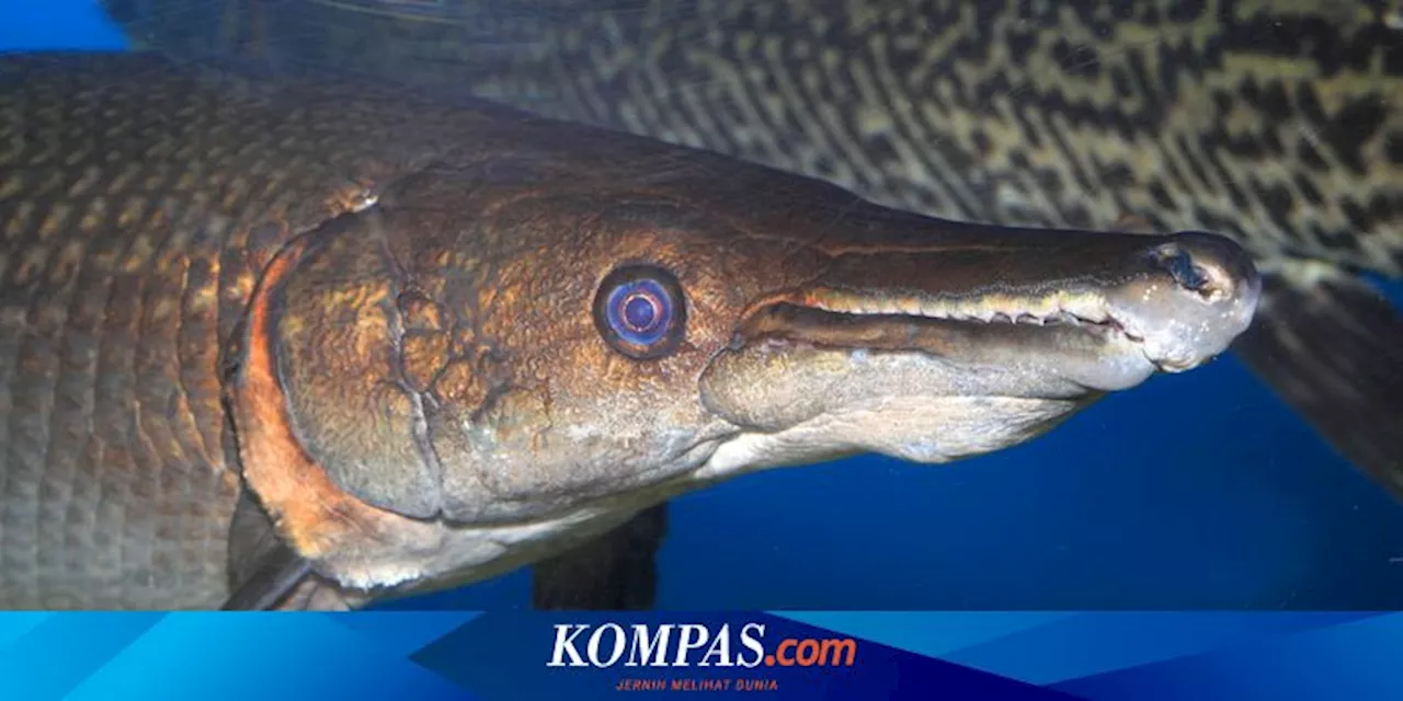 Aligator Gar, Ikan Purba yang Hampir Tak Berevolusi Selama 100 Juta Tahun