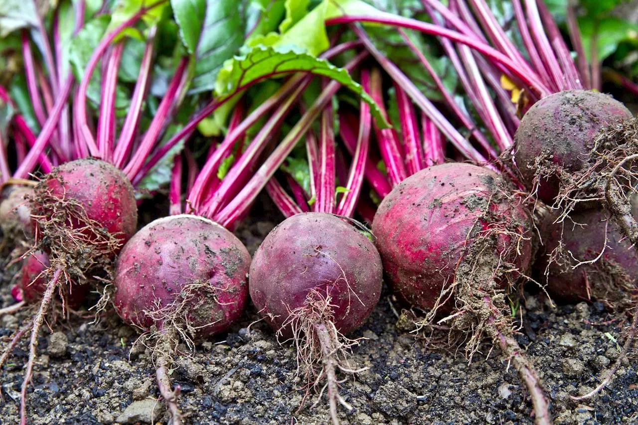 Jardin : quand la betterave nous étonne