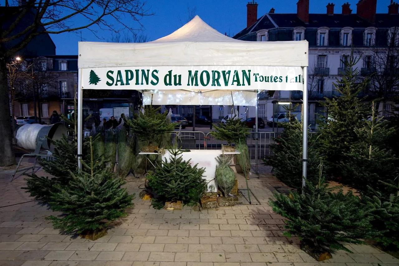 Les sapins de Noël du Morvan bientôt récompensés par un label européen