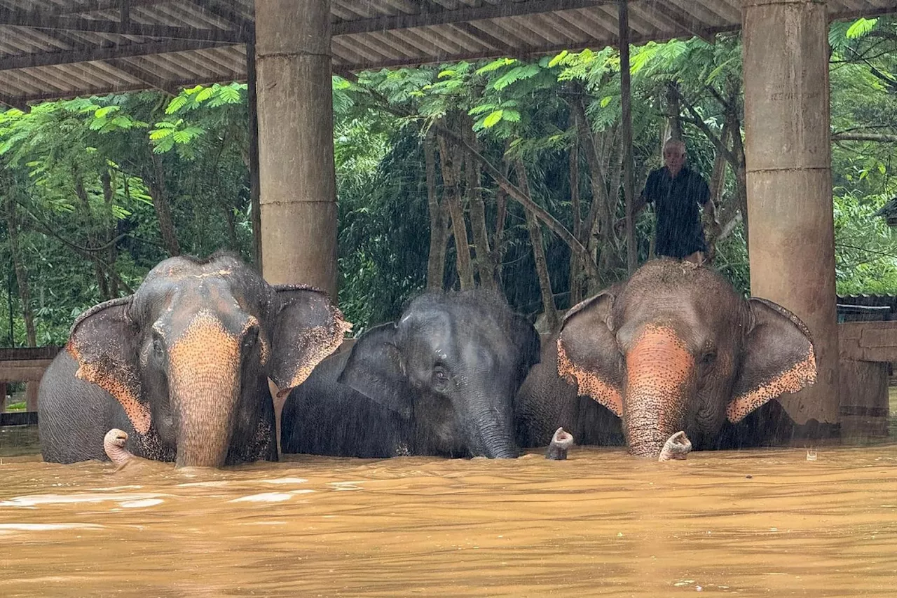 Thaïlande: deux éléphants meurent noyés dans des crues soudaines dans le nord du pays