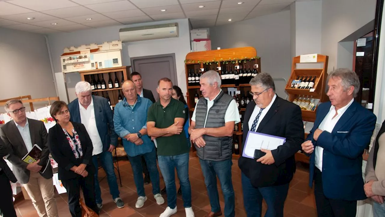 Vendanges dans l’Aude : le groupe Alliance-Minervois annonce 35 % de moins de récoltes en 2024