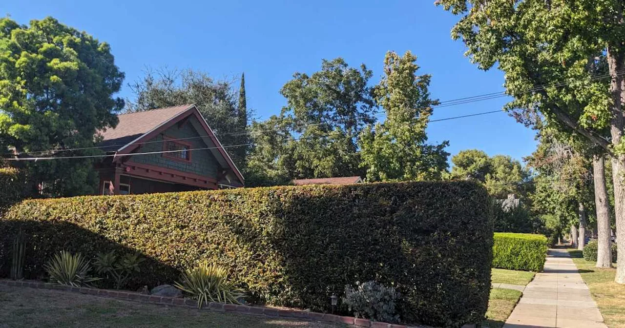 PSA: The 'Halloween' hedge in South Pasadena is under maintenance