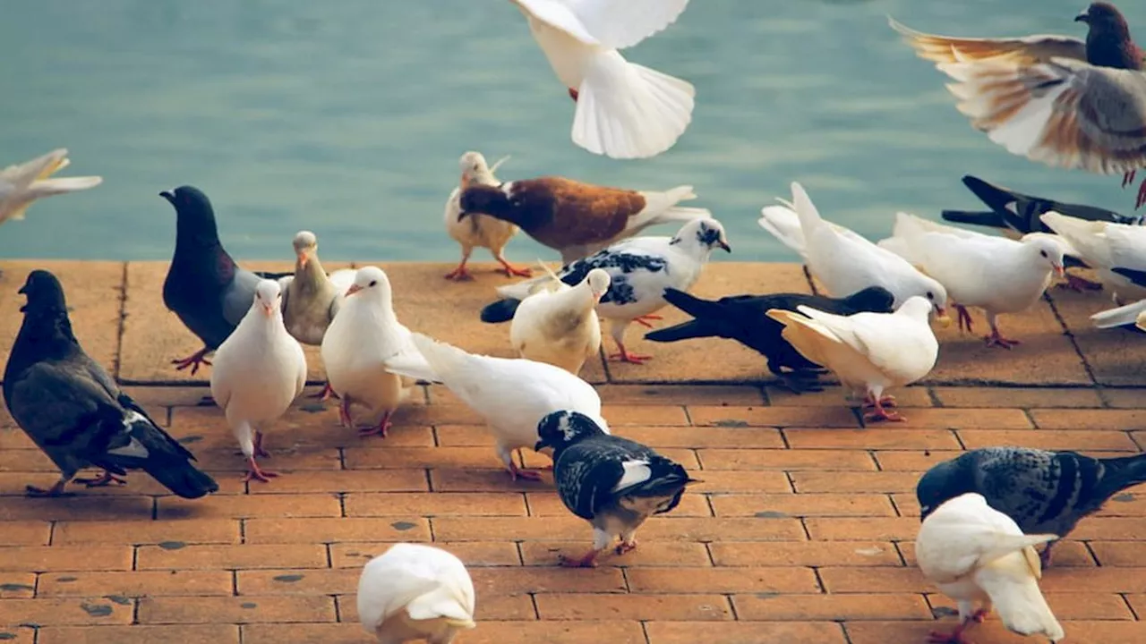 Studi Ini Ungkap Peran Manusia Terkait Krisis Kepunahan 610 Spesies Burung 130.000 Tahun Terakhir