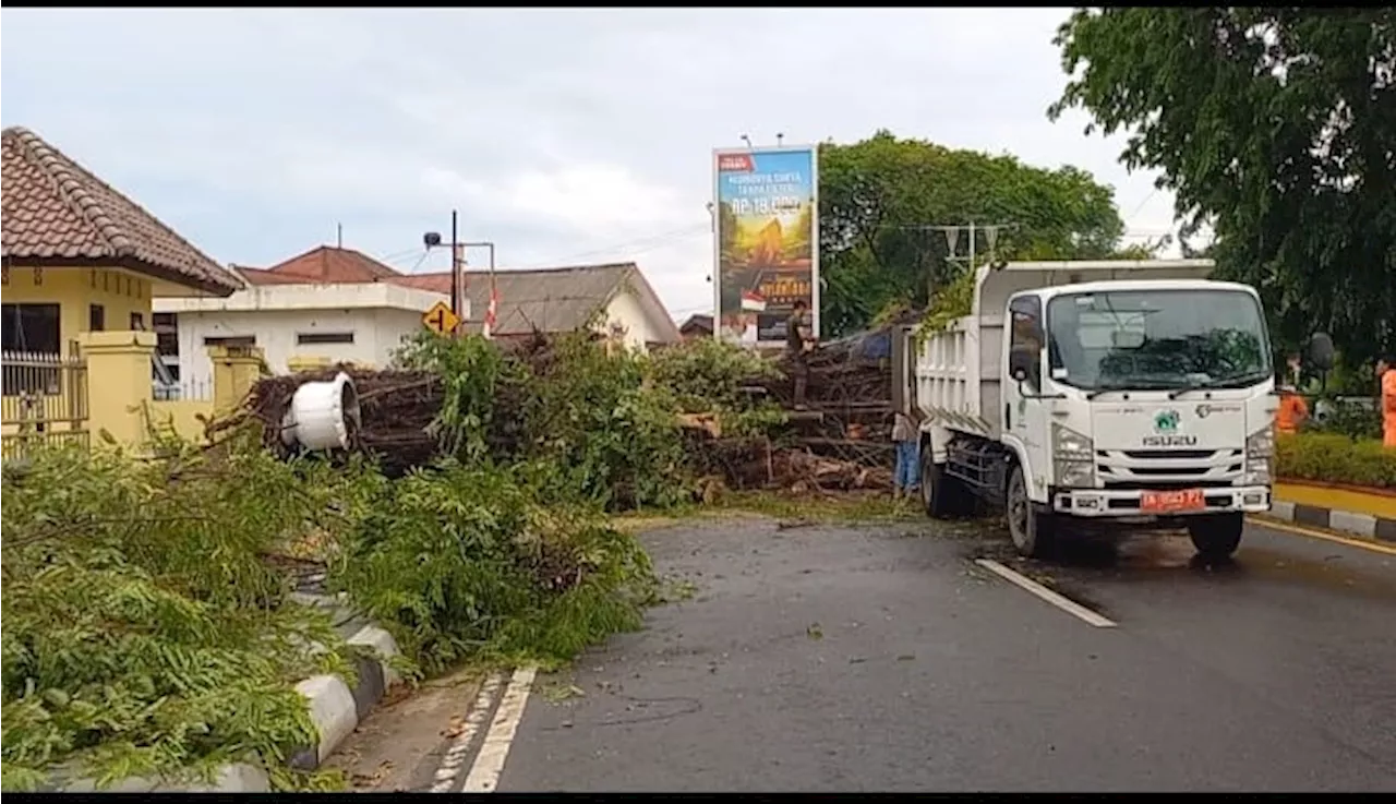 Antisipasi tumbang DLH Pangkalpinang Akan rawan dan Pangkas Pohon-Pohon Tua