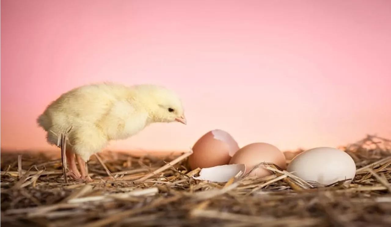 Telur atau Ayam Debat Abadi tentang Mana yang Mendahului