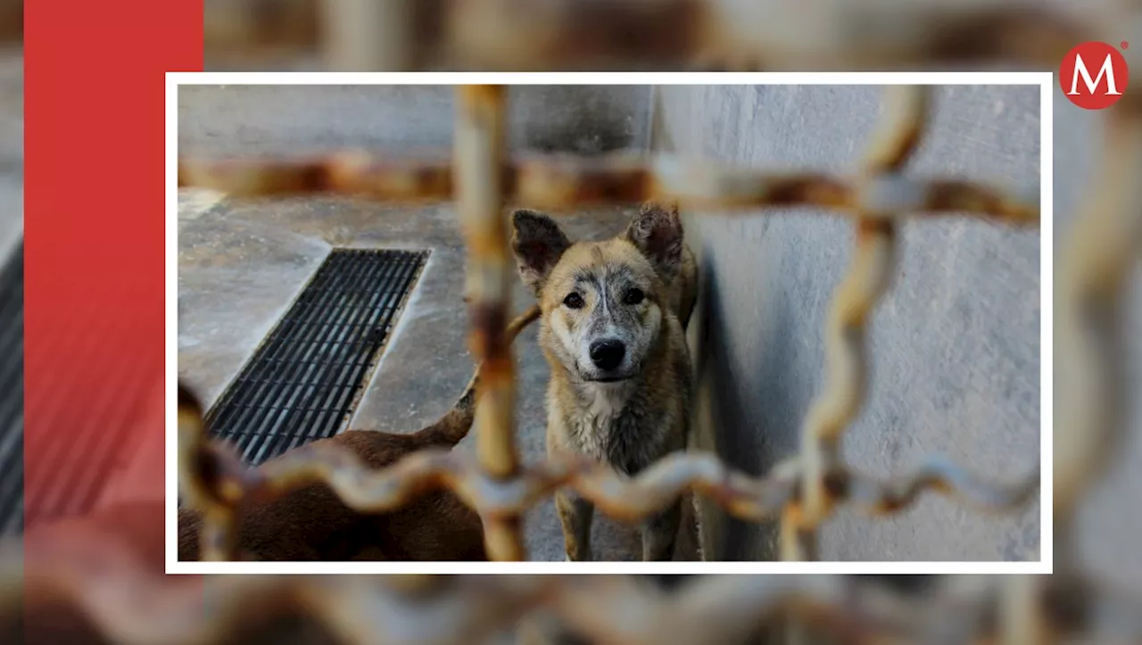 Secretaría de Medio Ambiente en Puebla cierra el año con mil 600 denuncias por maltrato animal