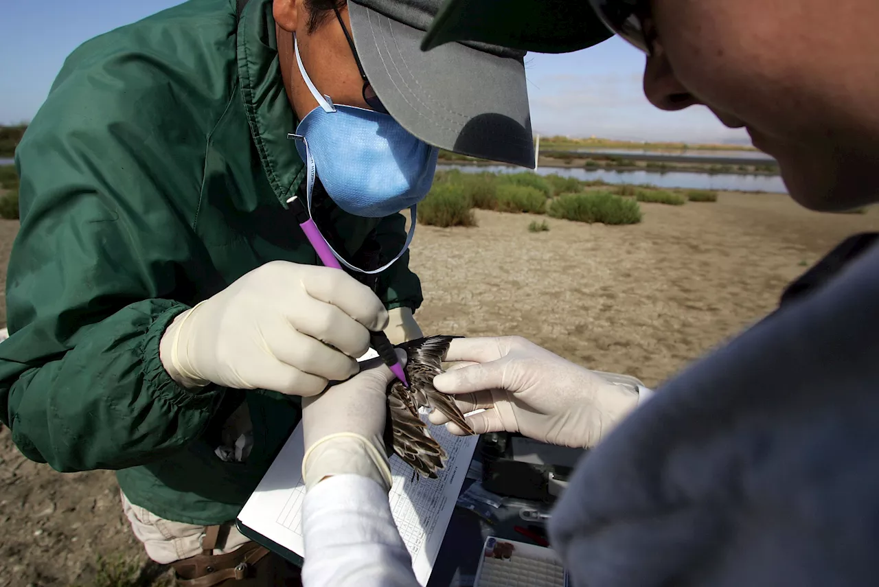 Possible third human case of bird flu identified in California