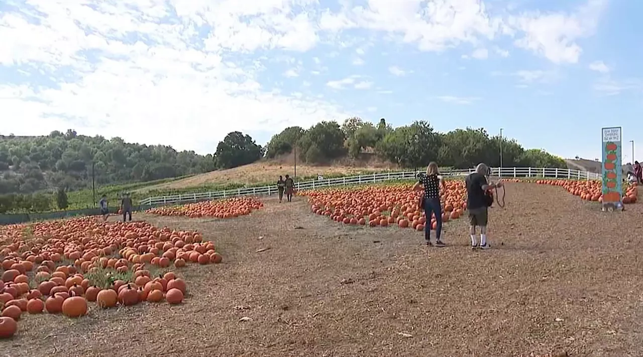 Triple-digit heat won't squash the fun at Cal Poly Pomona pumpkin patch