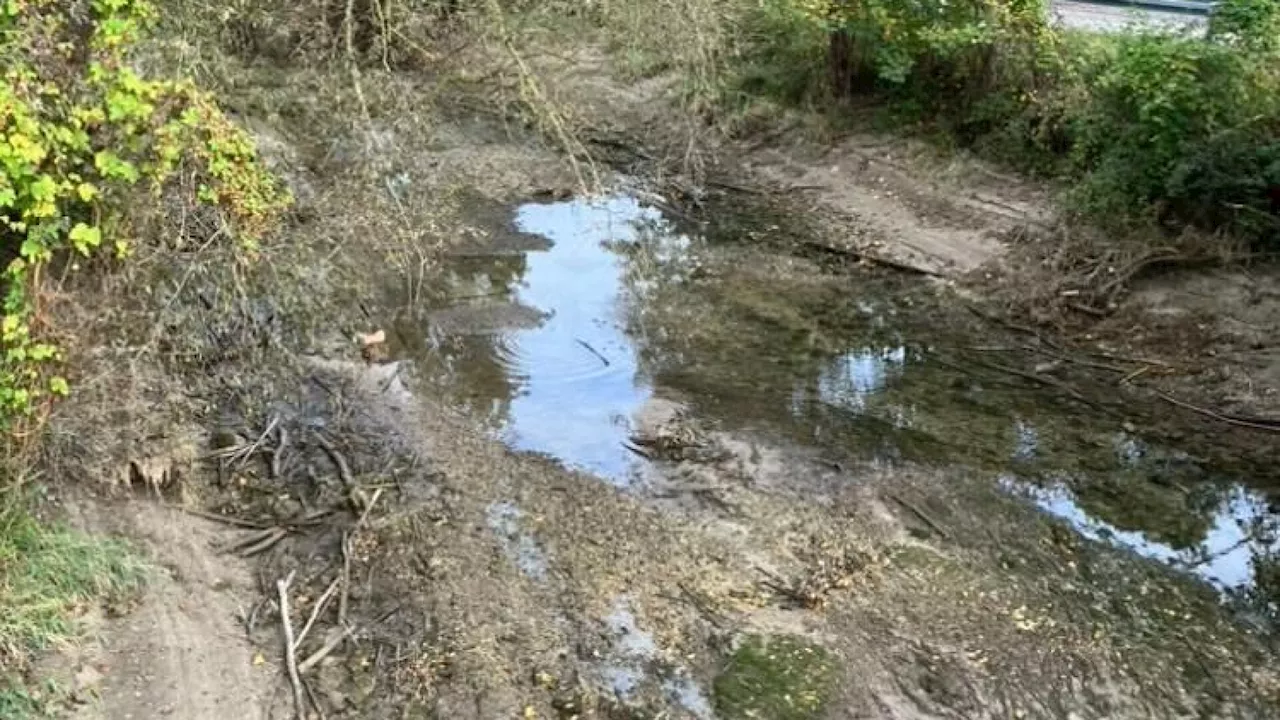 Traisner Mühlbach ohne Wasser: Fische waren in Lebensgefahr