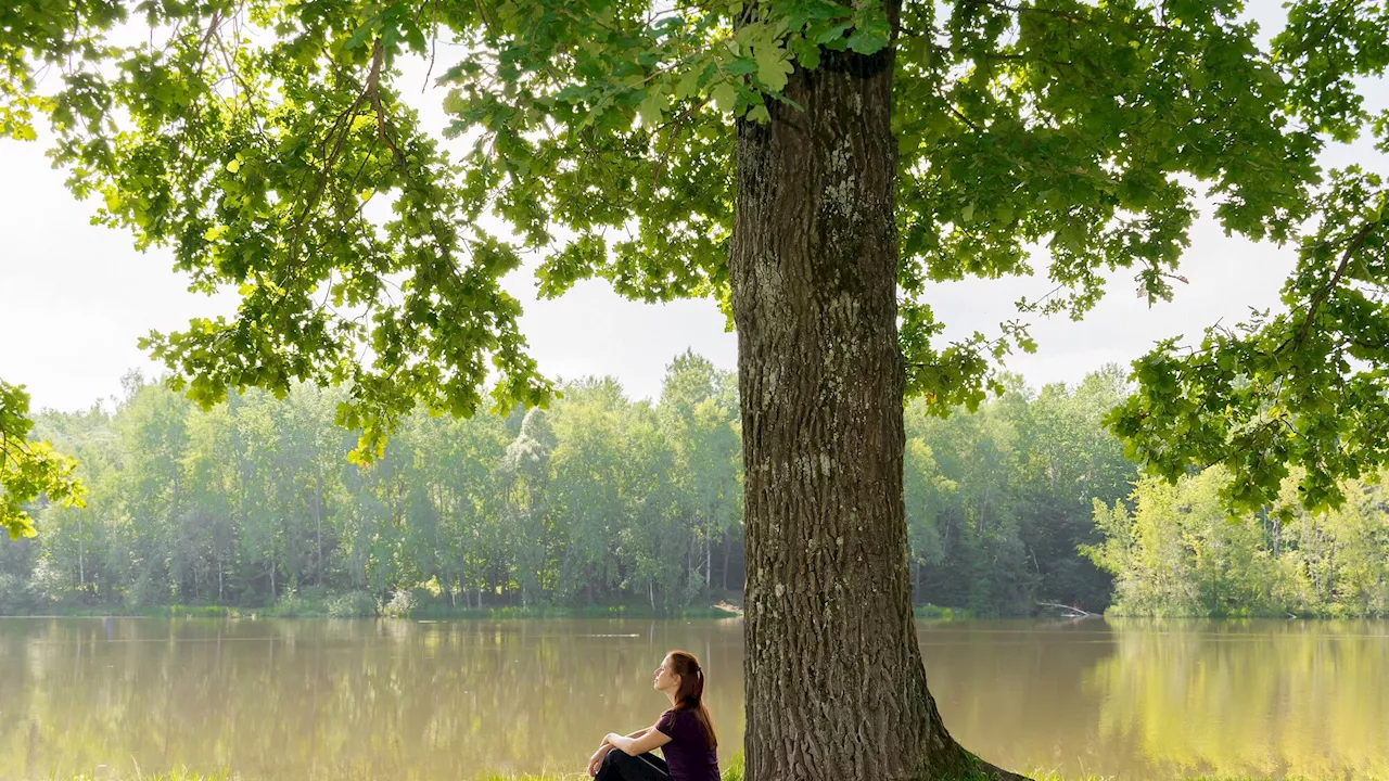 Les arbres : des guérisseurs pour notre santé et notre bien-être