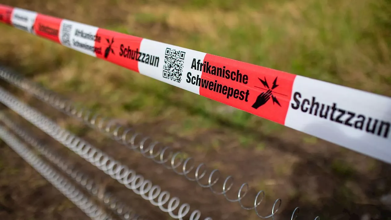 Baden-Württemberg: Ministerium sieht Gefahr durch Schweinepest nicht gebannt