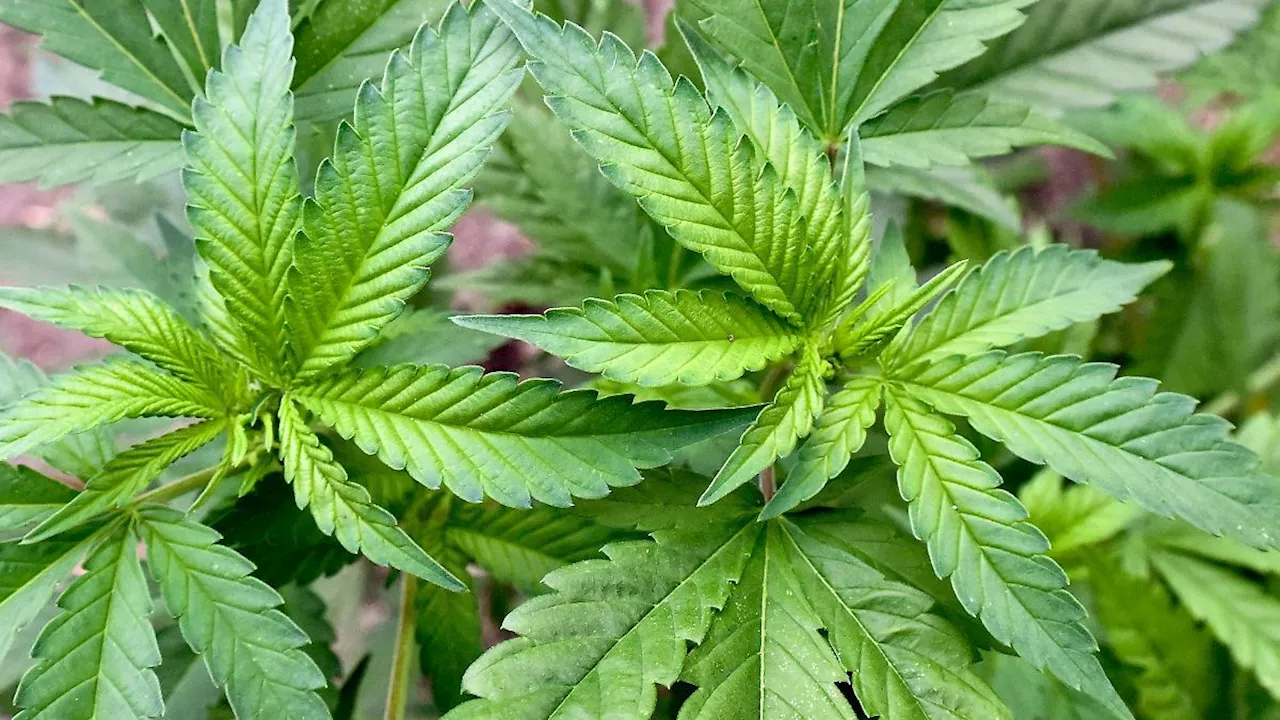 Sachsen-Anhalt: Noch kein Cannabis-Anbauclub in Sachsen-Anhalt genehmigt