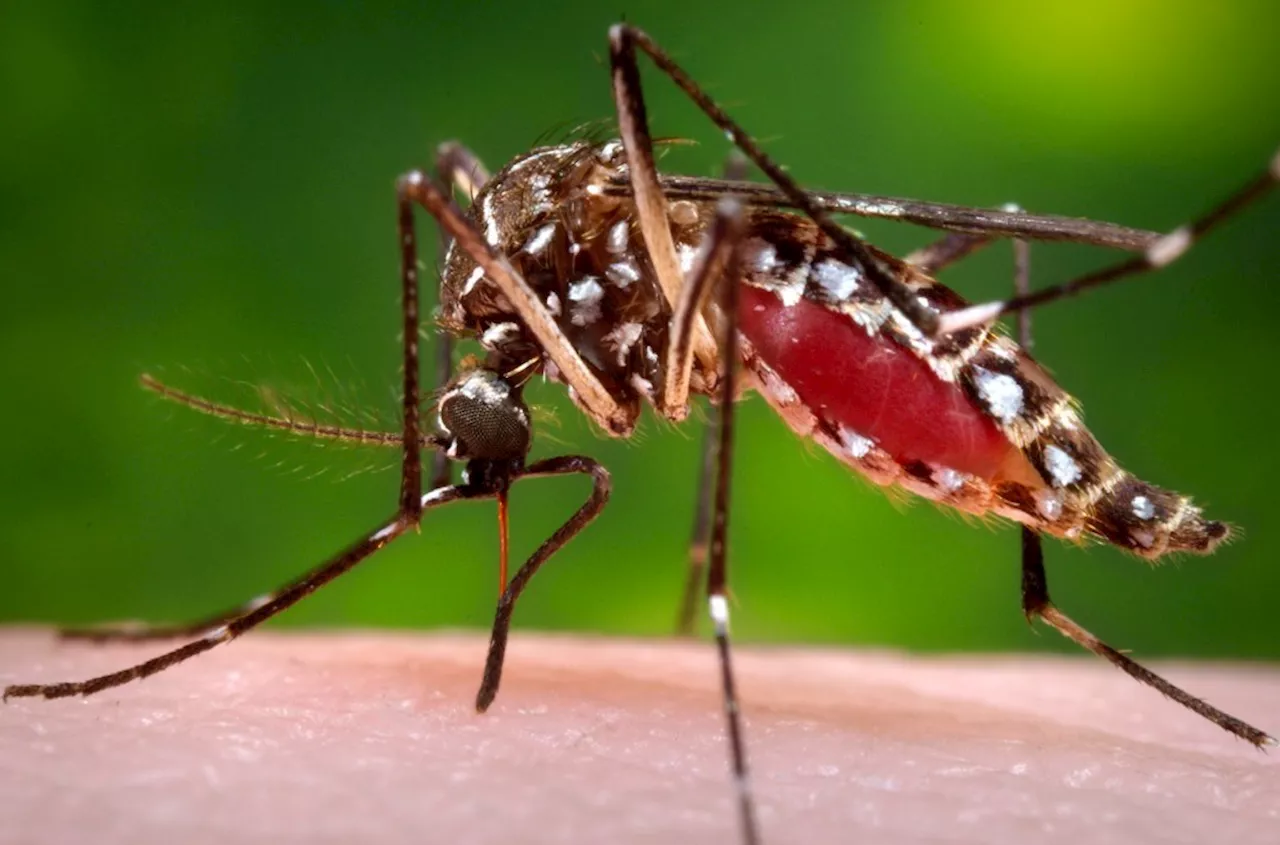 Invasive Mosquitoes Pose Threat in California