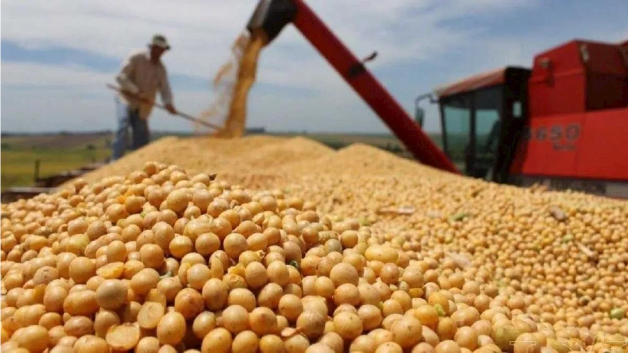 Exportación de granos: a qué se debe la alta capacidad ociosa