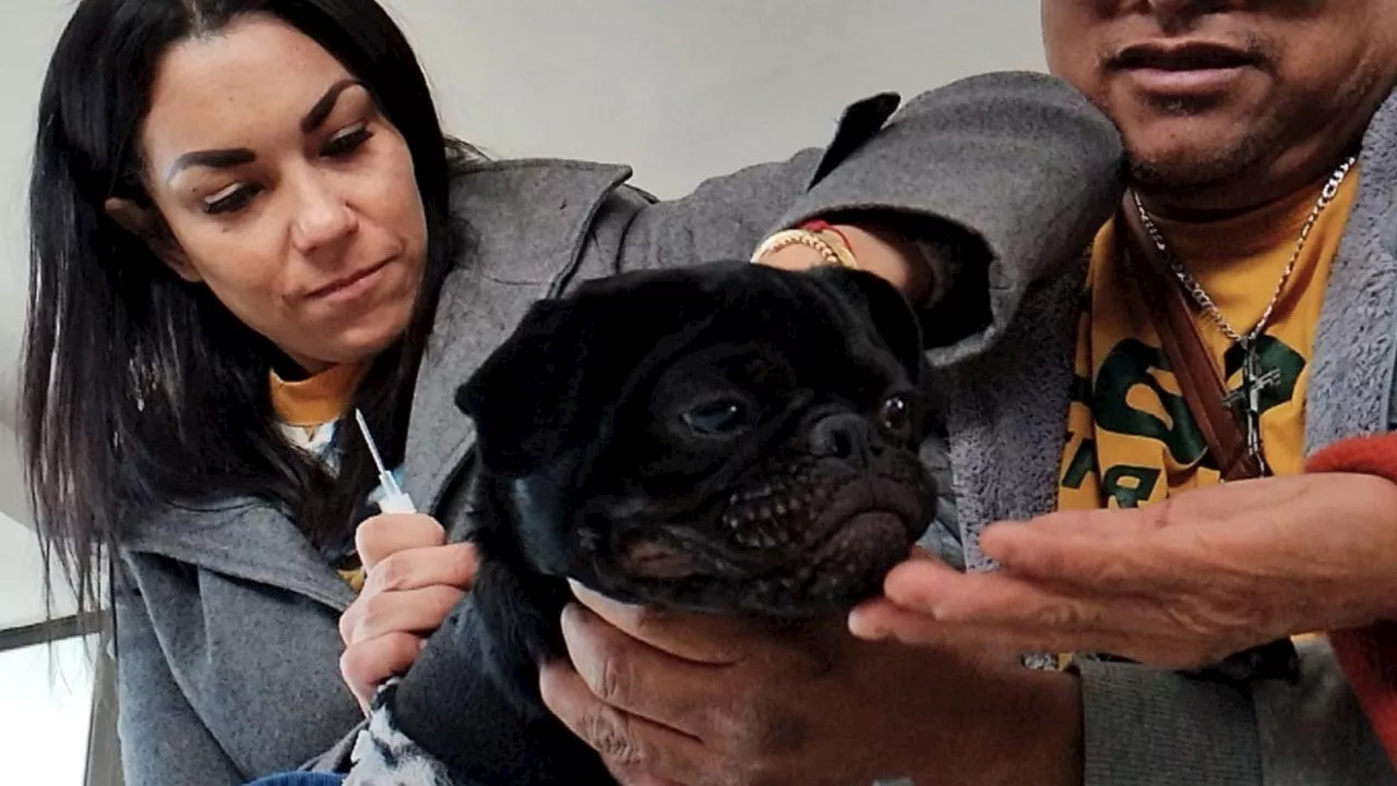 Celayenses desprecian chips gratuitos para perros y gatos; aun quedan 300