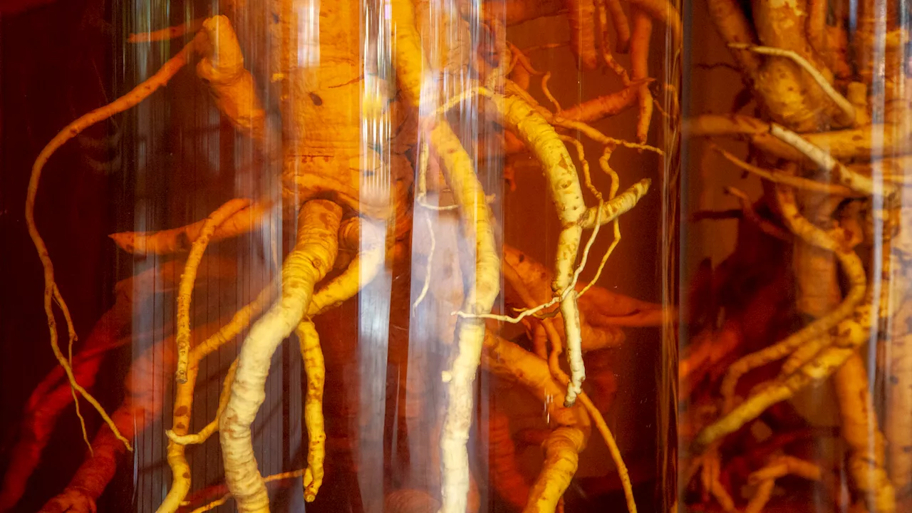 Overharvesting Threatens Ginseng in Appalachian Mountains