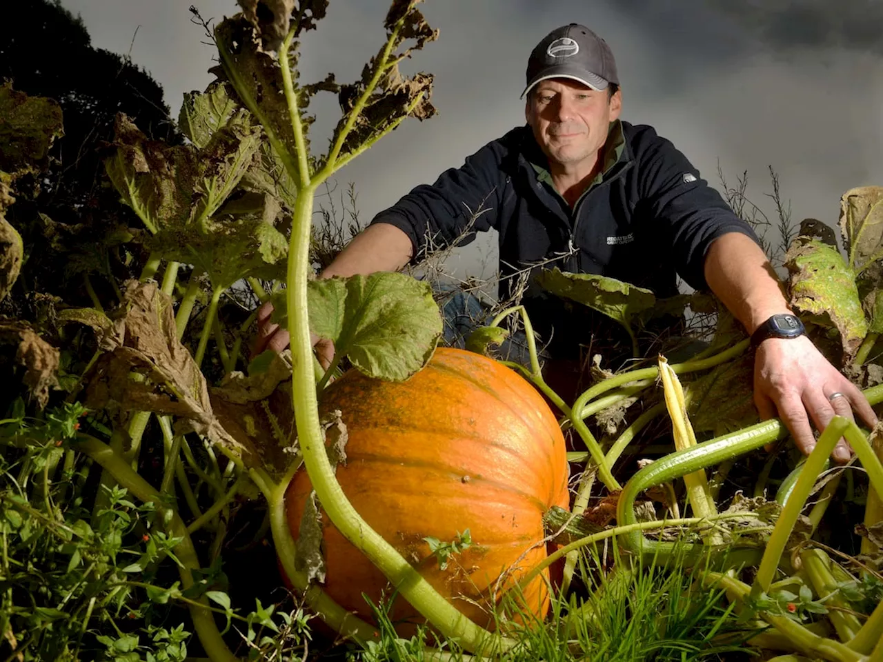 11 of the best places to go pumpkin picking in Shropshire for this spooky season