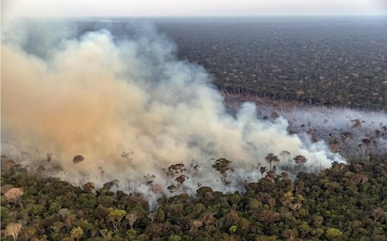 Incendio nella foresta Amazzonica: dati allarmanti