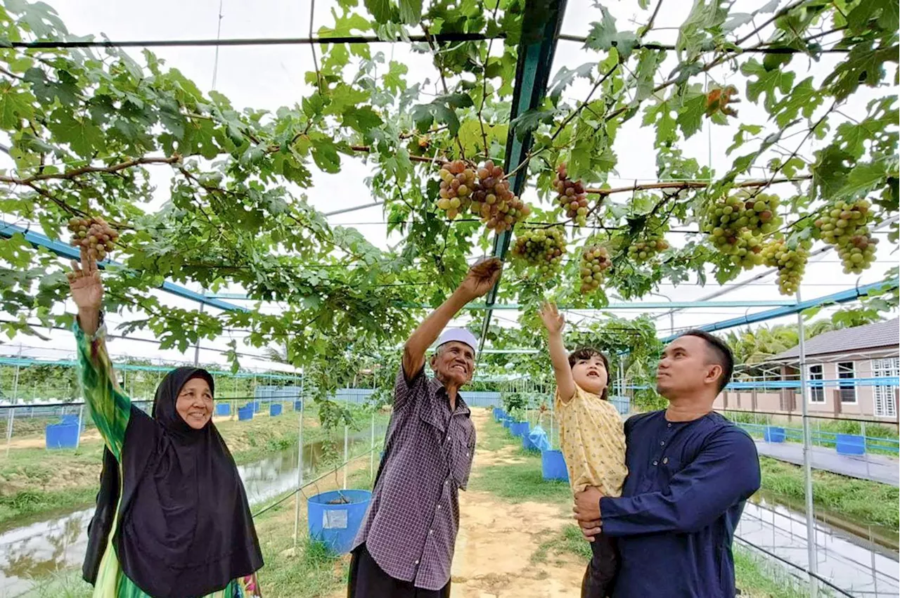 Grower proves grape vines can thrive in Malaysia's climate