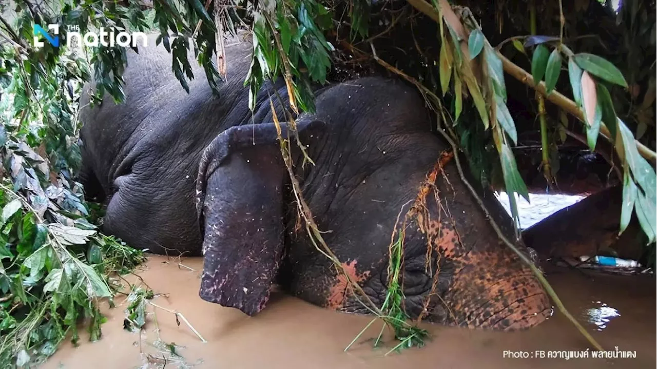 Religious ceremony held to bid sad farewell to elephants ‘Fah Sai’ and ‘Ploy Thong’