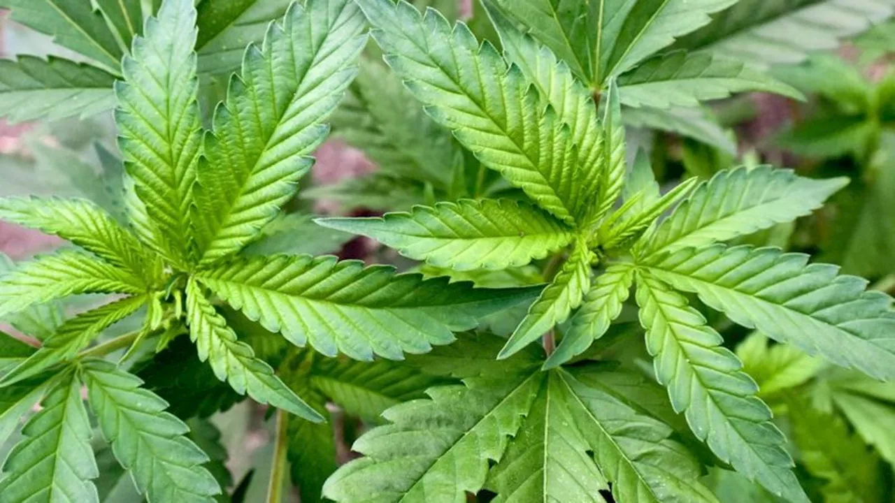 Cannabis-Anbauvereinigungen: Noch kein Cannabis-Anbauclub in Sachsen-Anhalt genehmigt