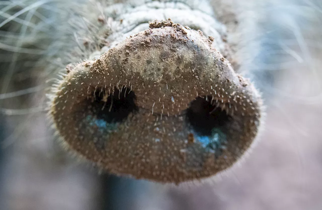 Schwammerlsucher in Kelheim von Wildschwein angegriffen