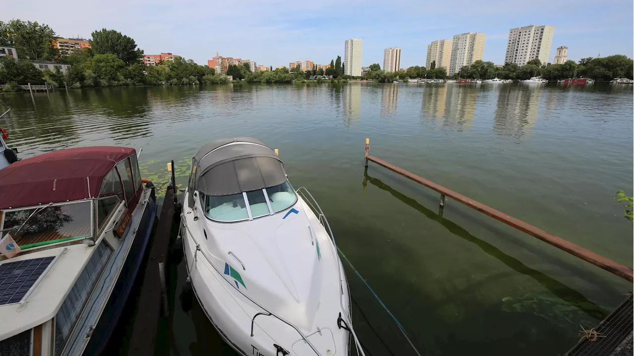 Schäden in Potsdamer Havelbucht: Großer Baum stürzt plötzlich auf Boote