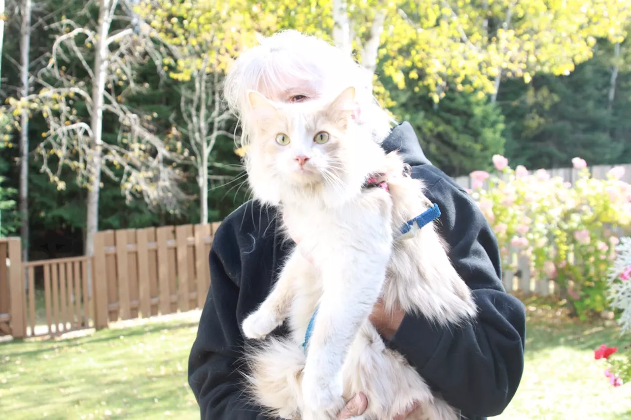 Lost cat begins his journey home to P.E.I.