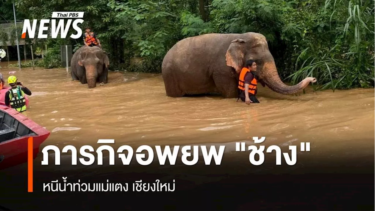 ภารกิจหิน อพยพ 'ช้าง' หนีน้ำท่วมแม่แตง เชียงใหม่