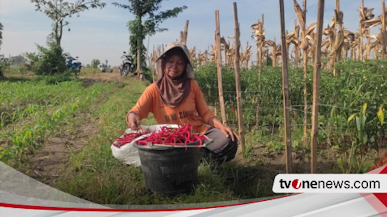 Petani Menjerit, Harga Cabai Besar Turun Drastis Namun Harga Pupuk Melambung Tinggi